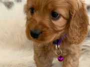 Adorable F1 Cockapoo Puppies 4