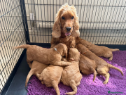 Adorable F1 Cockapoo Puppies 5