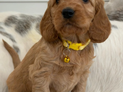 Adorable F1 Cockapoo Puppies 1