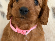 Adorable F1 Cockapoo Puppies 2