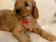 Adorable F1 Cockapoo Puppies 3